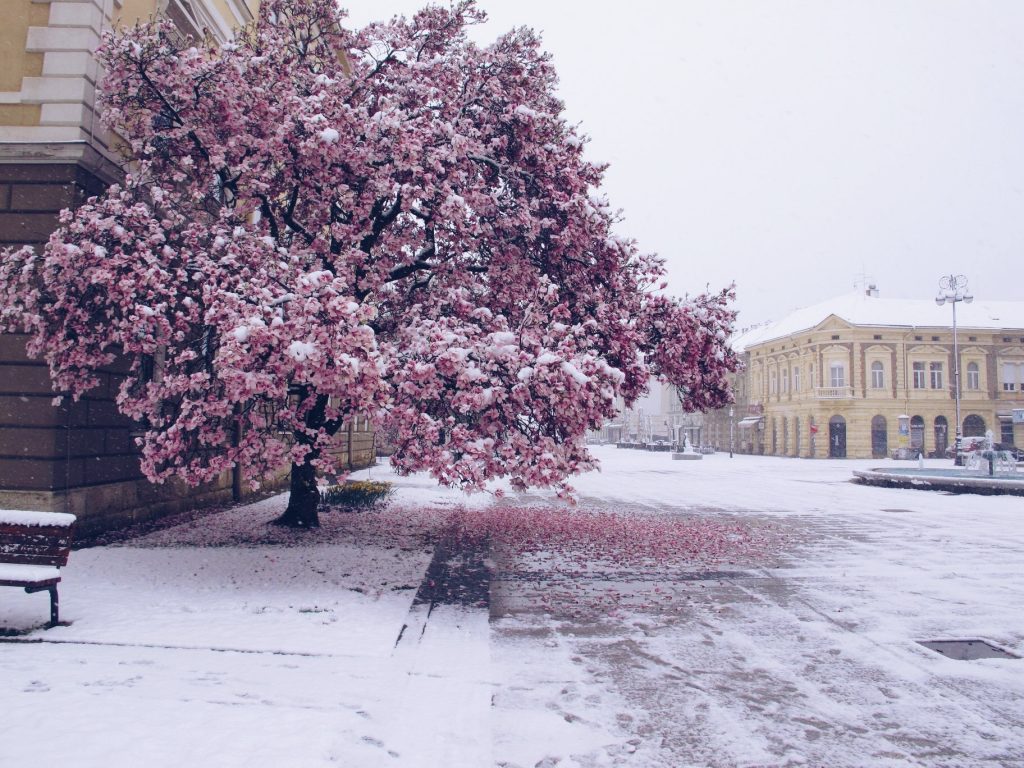 brodska magnolija