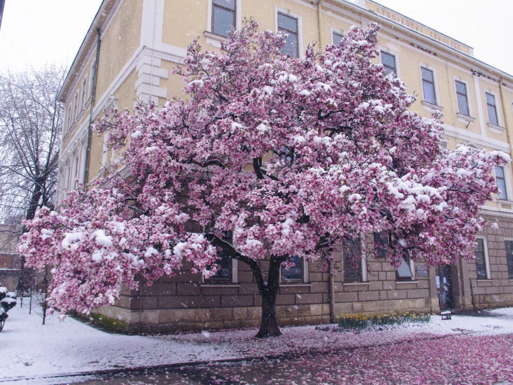 Brodska magnolija